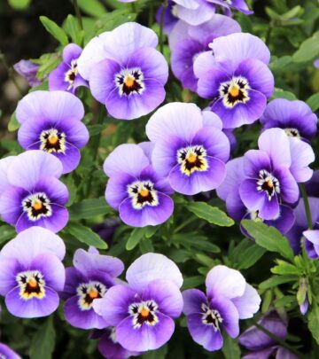 Pansies vs. Violas: Understanding the Colorful Differences