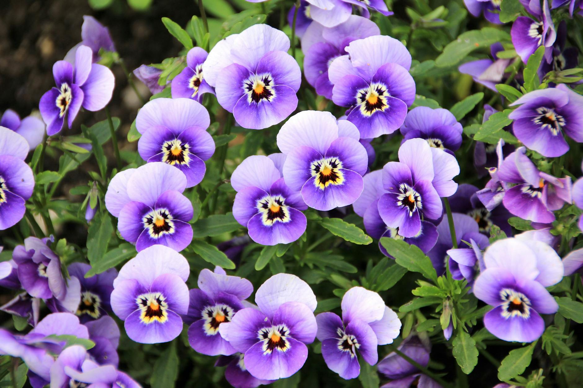 Pansies vs. Violas: Understanding the Colorful Differences Discover the charming distinctions between these beloved cool-season blooms for your garden