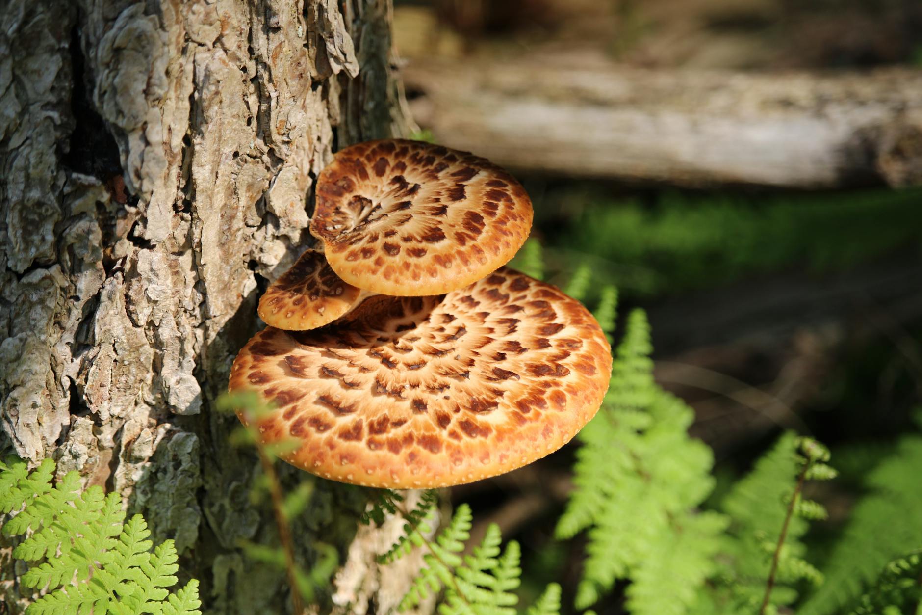 Wood Ear Mushrooms: A Delicate Culinary Treasure Discover the versatility and unique qualities of wood ear mushrooms in Asian cuisine