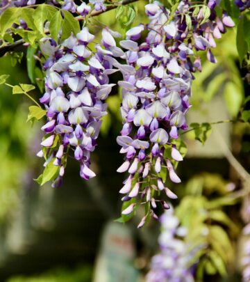 How to Make Wisteria Bloom: Secrets, Care, and Timing