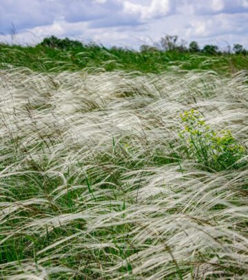 Gardening 101: Mexican Feather Grass Complete Care Guide
