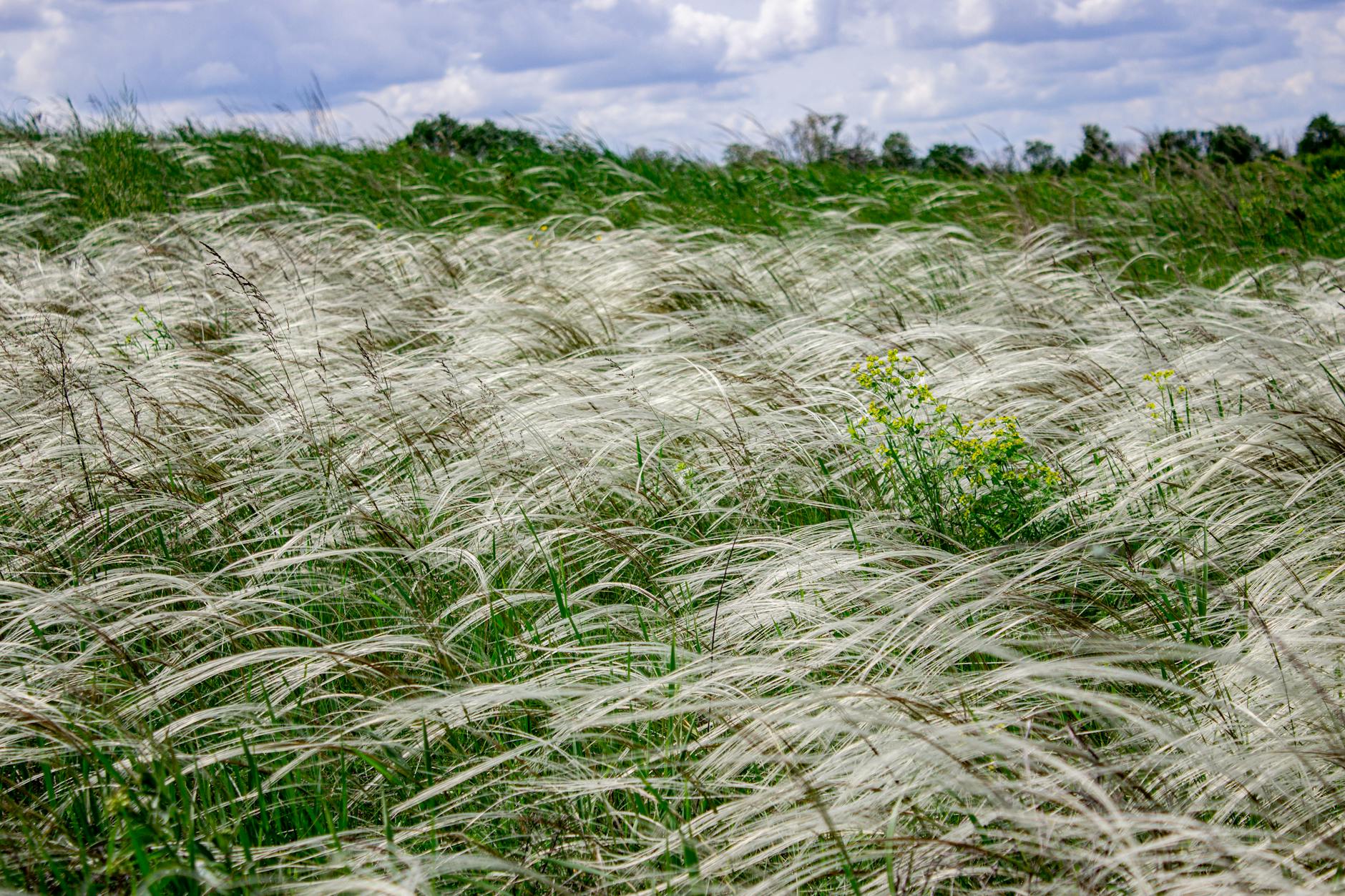 Gardening 101: Mexican Feather Grass Complete Care Guide Discover the ethereal beauty and simple care requirements of this graceful ornamental grass