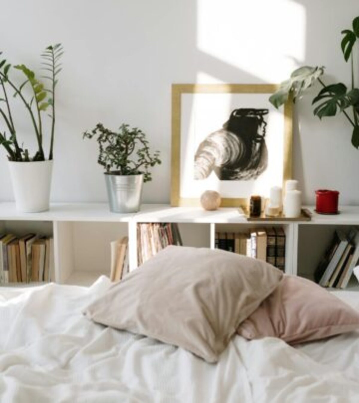 ZZ Plants: The Ultimate Guide to Zamioculcas zamiifolia Care & Cultivation Everything you need to know about ZZ plants—care, growth tips, history, and troubleshooting for Zamioculcas zamiifolia.