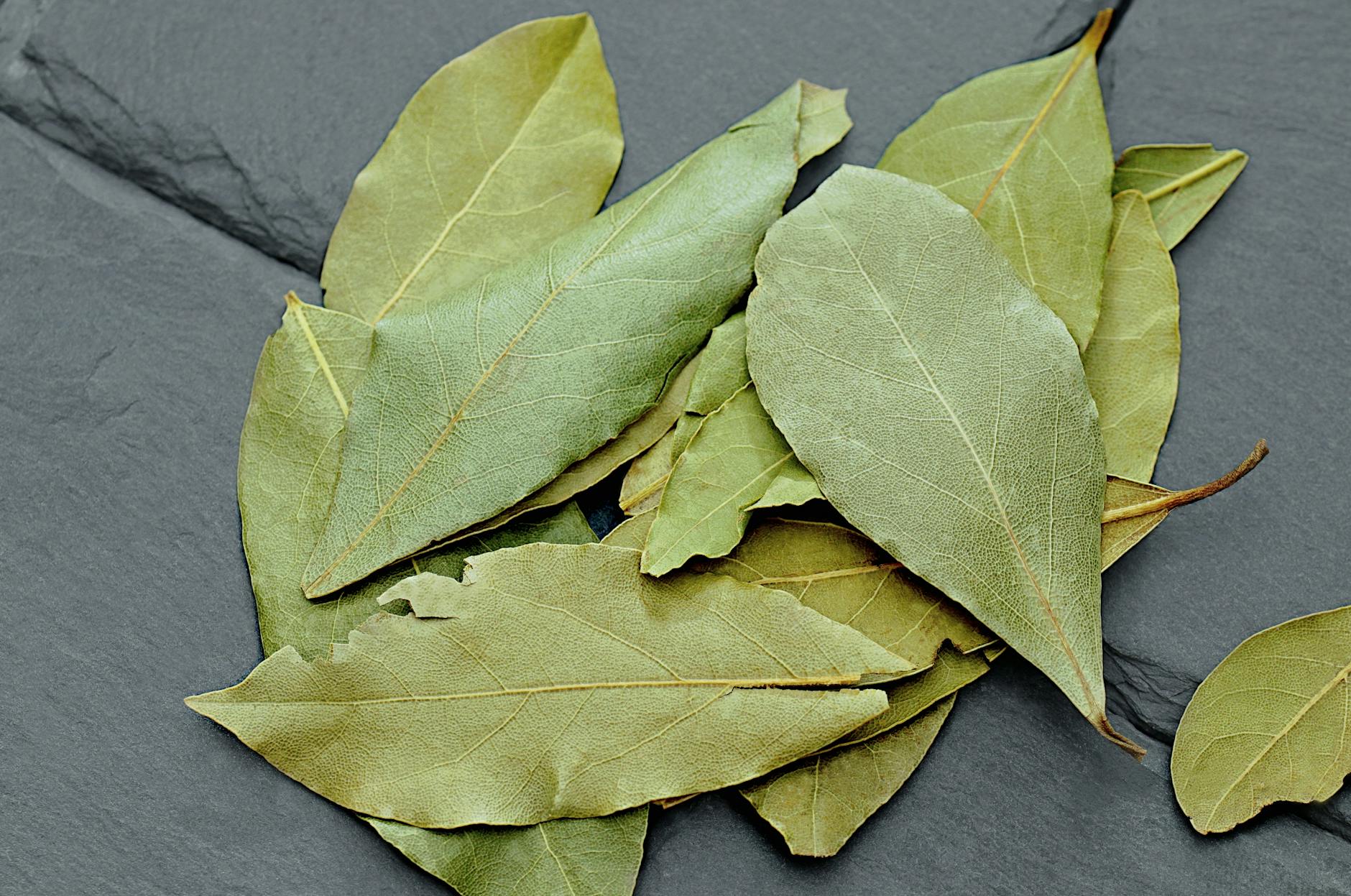 The Indoor Bay Laurel: A Perfect Houseplant for Every Home Discover why the aromatic, versatile bay laurel might be the ideal low-maintenance houseplant for your living space