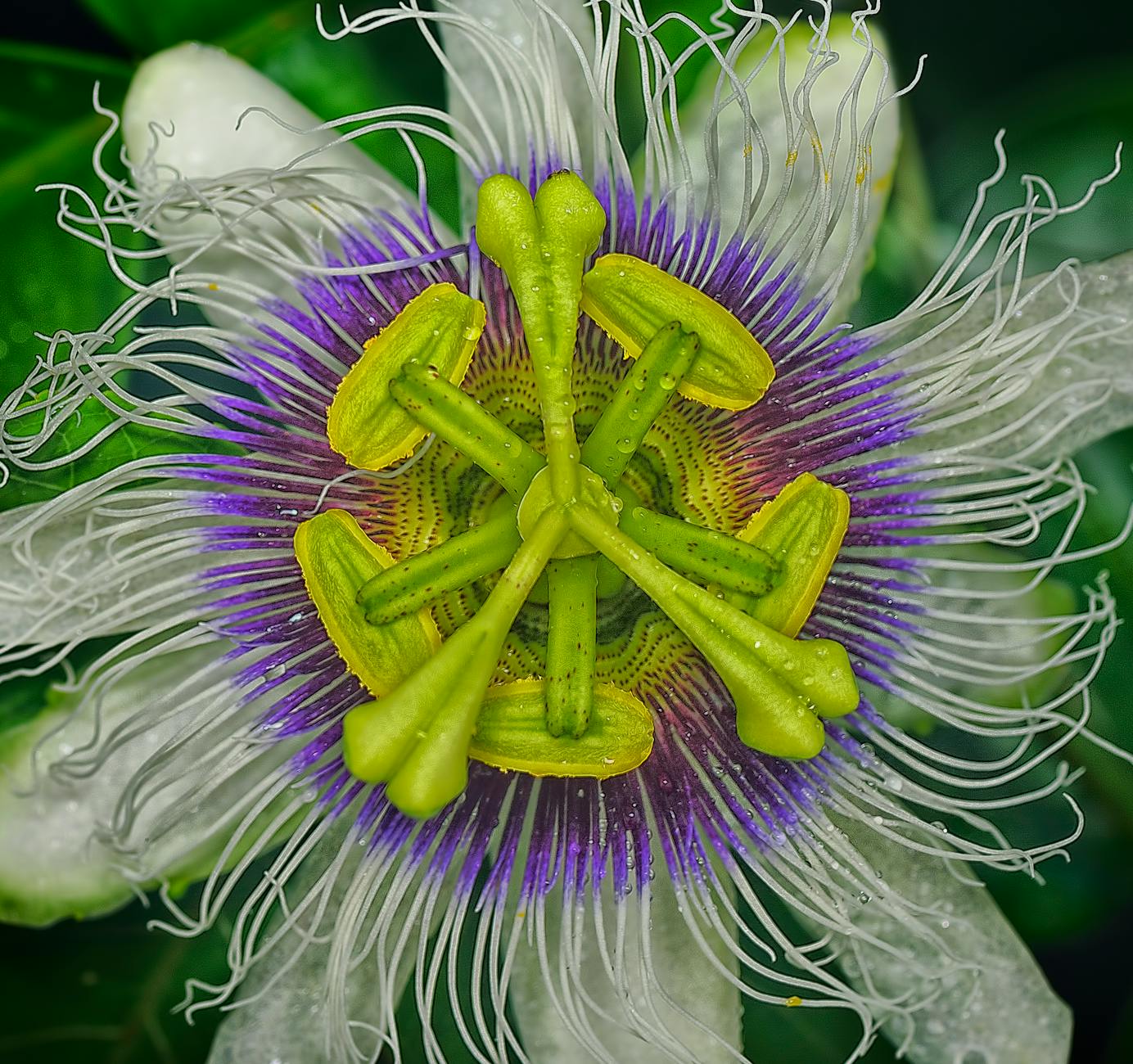 Passion Flower Vines: Complete Plant Care & Growing Guide Master the art of growing these exotic flowering vines for stunning summer blooms
