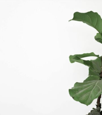 7 Secrets to Revive and Save Your Dying Fiddle Leaf Fig