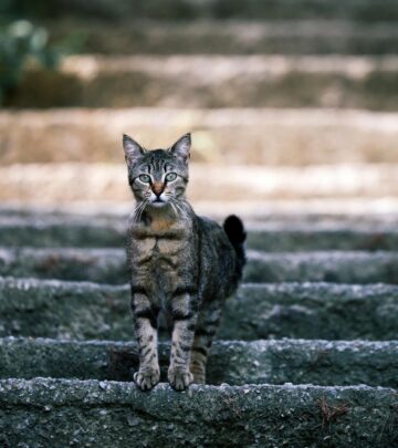 Discover the surprising reasons behind cats' aversion to aluminum foil and what it reveals about their senses and behavior.