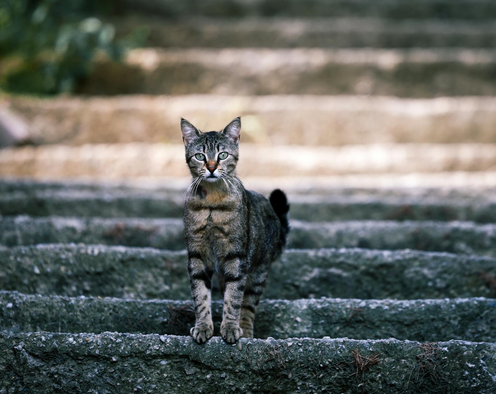 Why Do Cats Hate Aluminum Foil? Understanding Feline Reactions to Foil Discover the surprising reasons behind cats' aversion to aluminum foil and what it reveals about their senses and behavior.