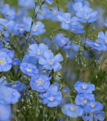 Gardening 101: Growing Blue Flax in Your Garden