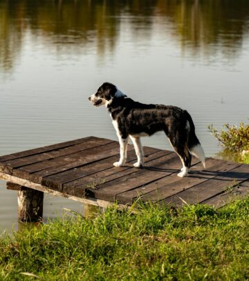 The Magnificent Coonhound Breeds: America’s Hunting Companions