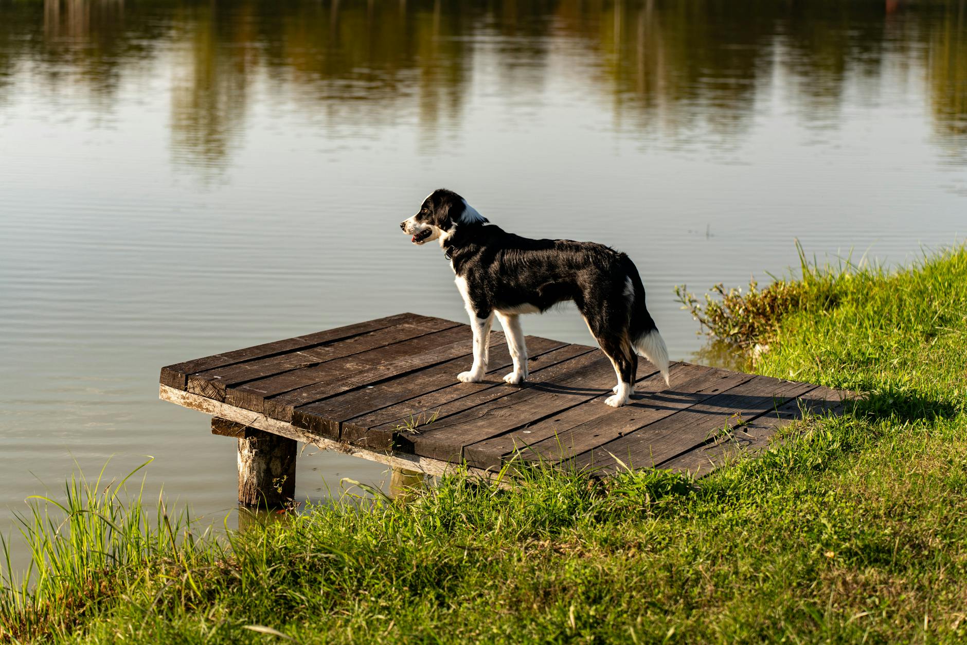The Magnificent Coonhound Breeds: America’s Hunting Companions Discover the six remarkable coonhound breeds that combine exceptional hunting skills with loving companionship