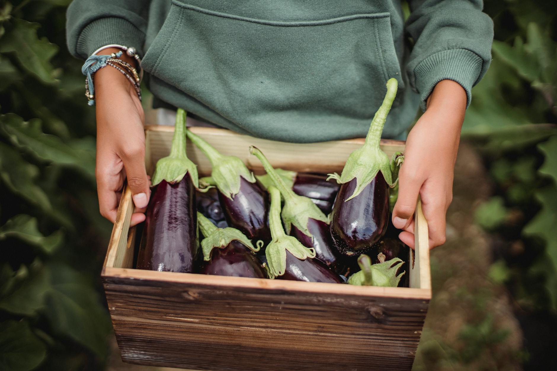 Black Nightshade: Delicious, Not Deadly – A Guide to an Overlooked Edible Explore the misunderstood black nightshade—learn how to safely identify, harvest, and enjoy this versatile wild edible in your kitchen.