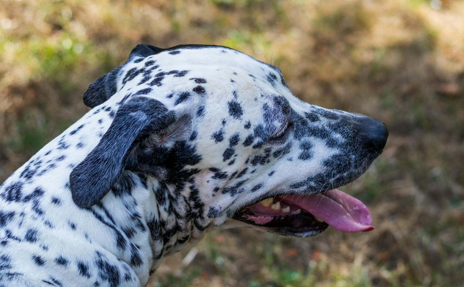 Black Spots on a Dog’s Tongue: What They Mean and When to Worry Unravel the mystery behind black spots on your dog's tongue—genetics, breed facts, and when to consult your vet.