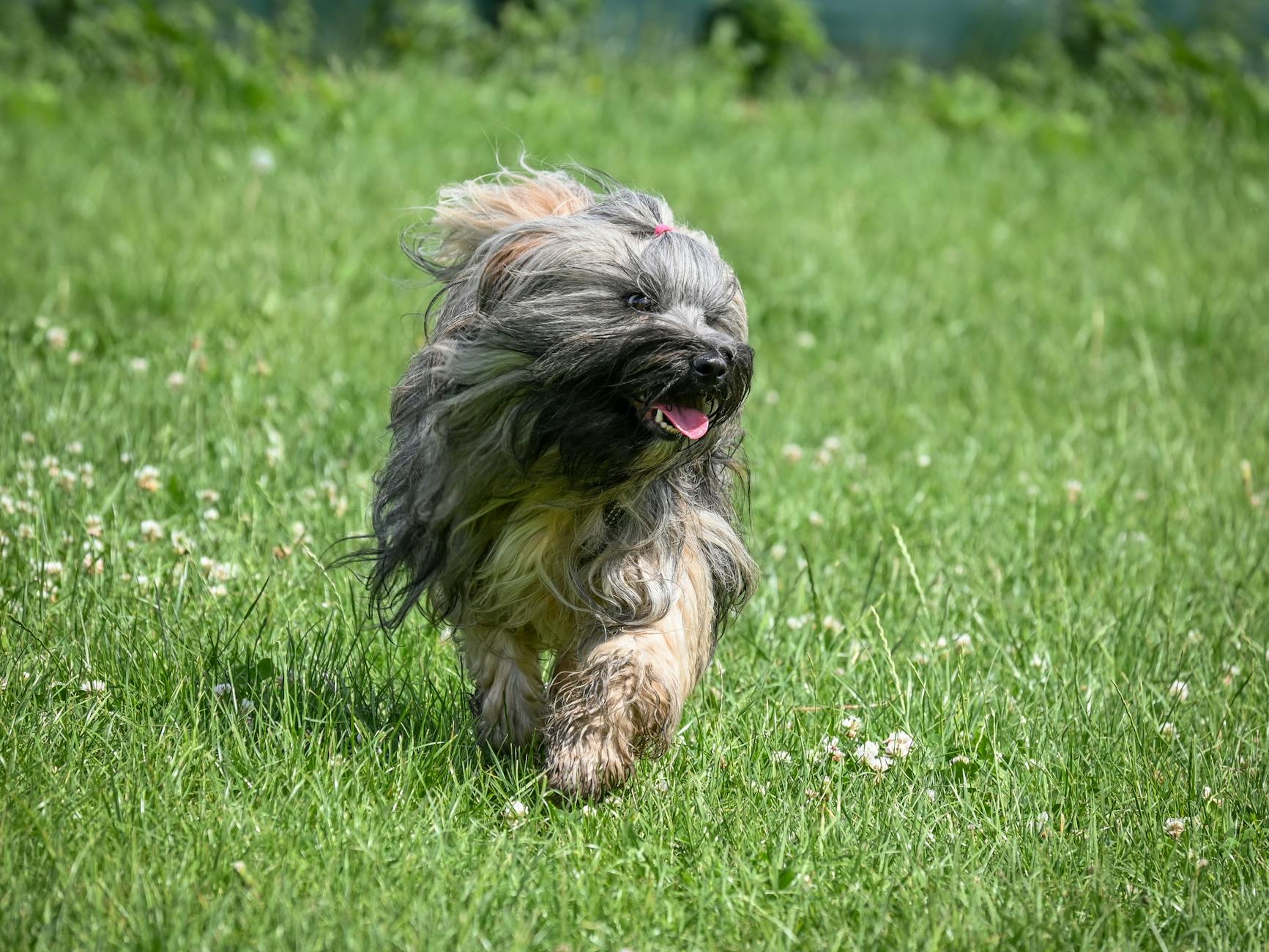 Tibetan Terrier: The Good Luck Charm of Tibet Discover the sacred companion of Buddhist monks with snowshoe feet and a heart of gold