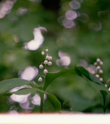 Lily of the Valley: Meaning, Symbolism & Royal Connection