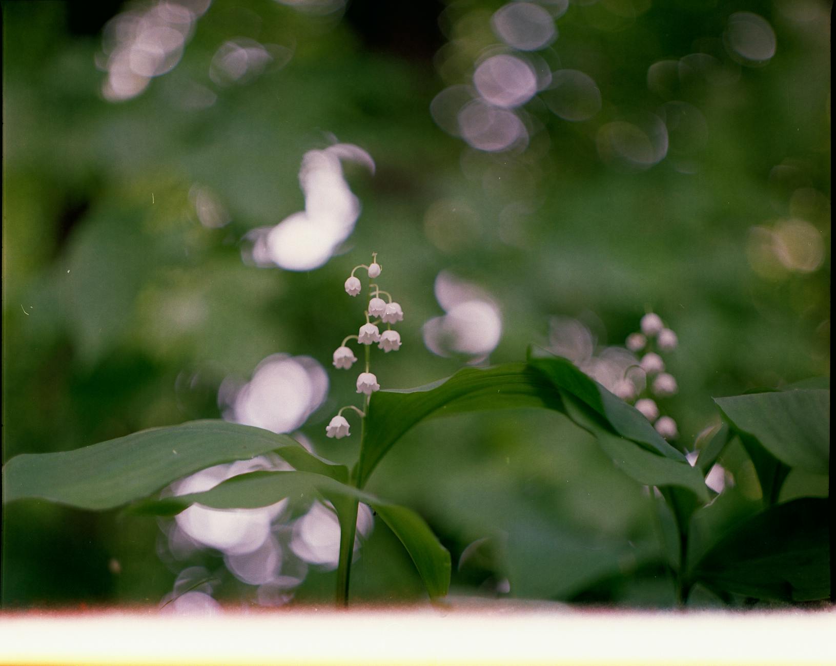 Lily of the Valley: Meaning, Symbolism & Royal Connection Discover the rich history, meaning, and symbolism of Lily of the Valley, the royal flower