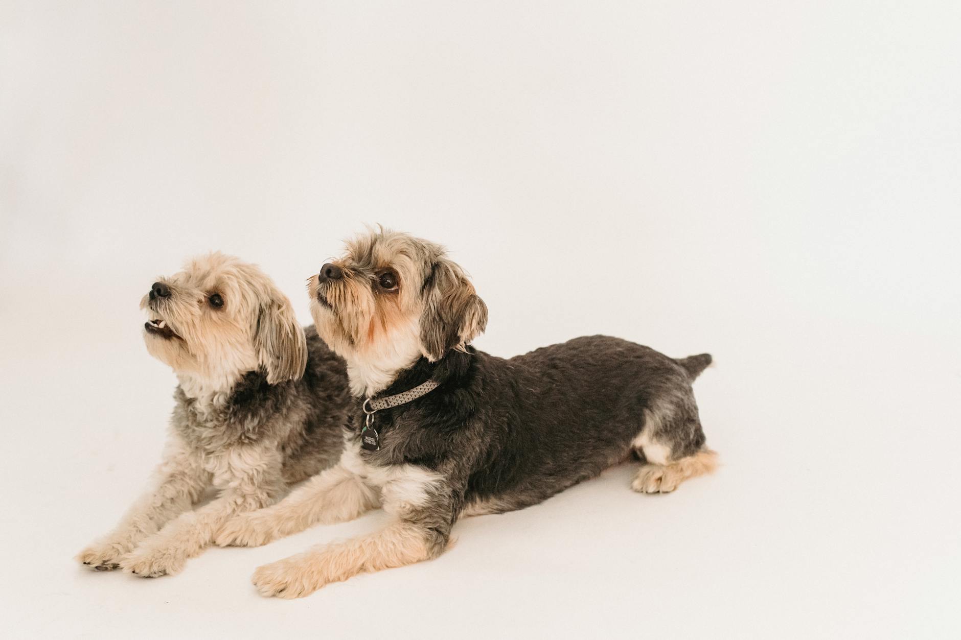 Silky Terrier: The Spirited Australian Companion Dog Discover the charming Silky Terrier: a small dog with big personality and stunning blue and tan coat