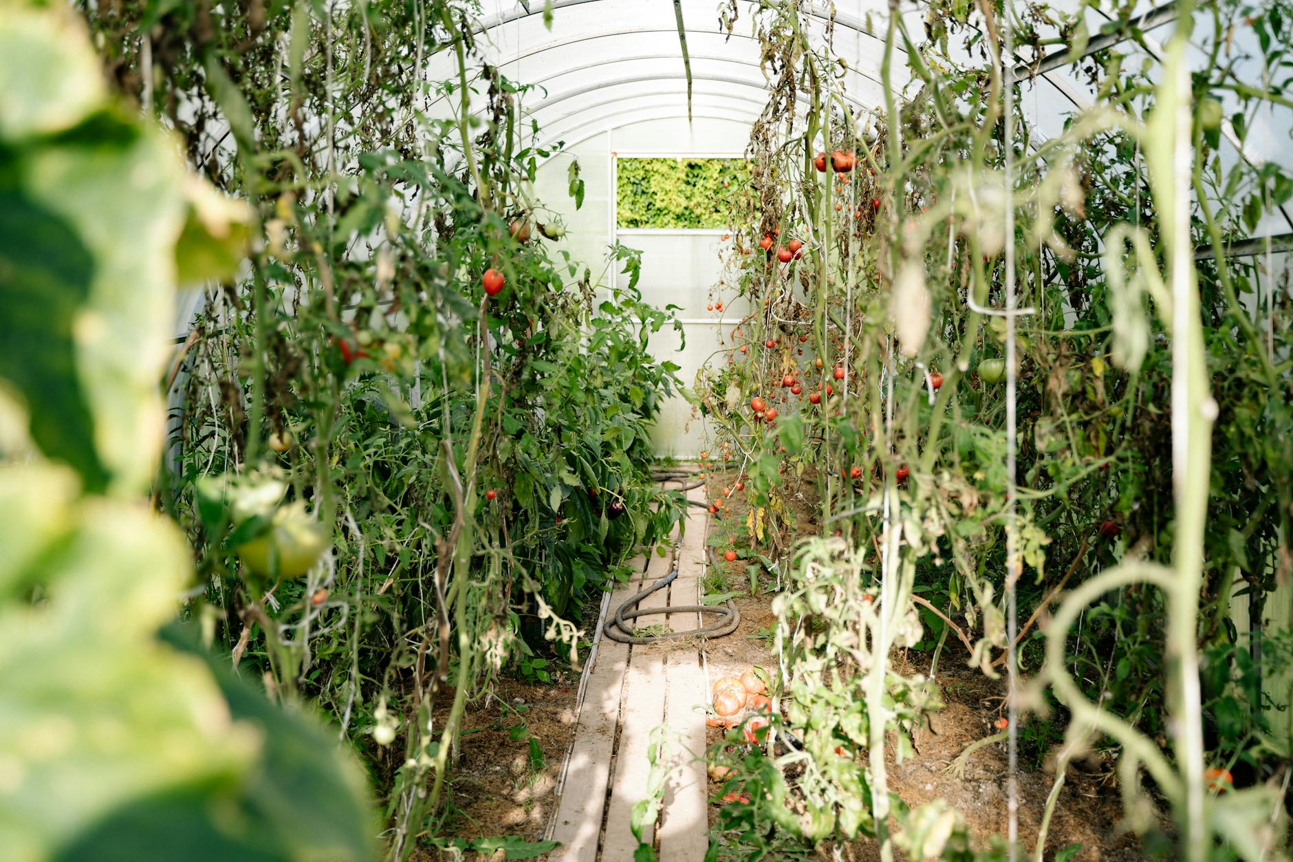 Hardscaping 101: Trellises – The Essential Guide to Vertical Gardening Elevate your garden design with trellises—learn about types, materials, plant pairings, installation tips, and creative ideas for vertical beauty.