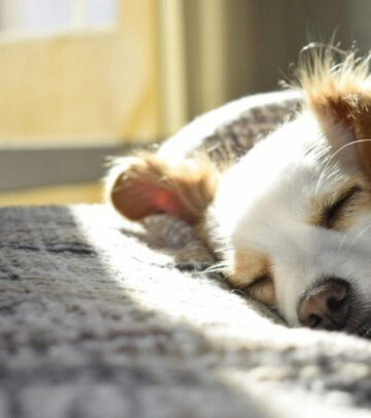 Exploring the fascinating world of canine dreams and what science tells us about our sleeping companions