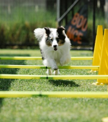 Belgian Sheepdog: The Versatile, Loyal, and Intelligent Herding Breed