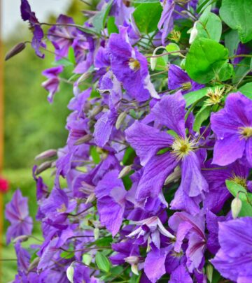 40 Creative Trellis Ideas to Elevate Your Garden Design