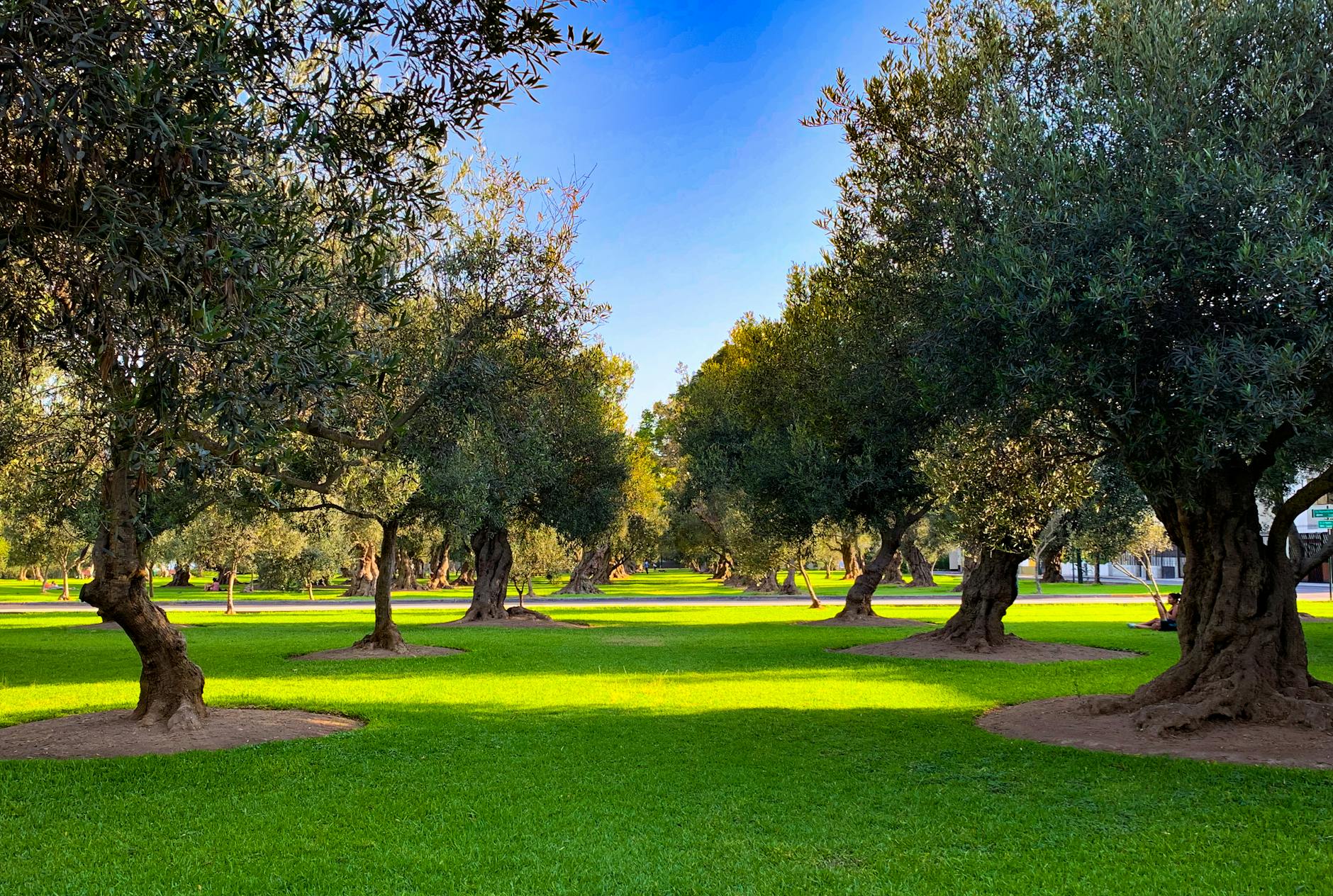 Brilliant Garden Designs: 10 Breathtaking Landscapes with Olive Trees Transform your outdoor space with the timeless beauty and Mediterranean charm of olive trees