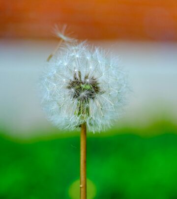 Effective Homemade Weed Killer Recipes That Actually Work