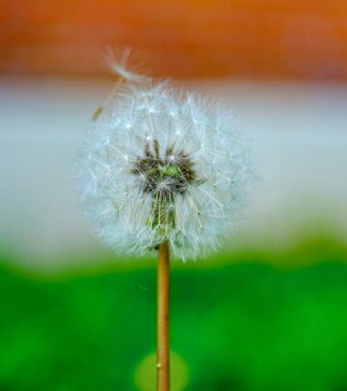 Natural solutions to tackle unwanted garden invaders without harsh chemicals