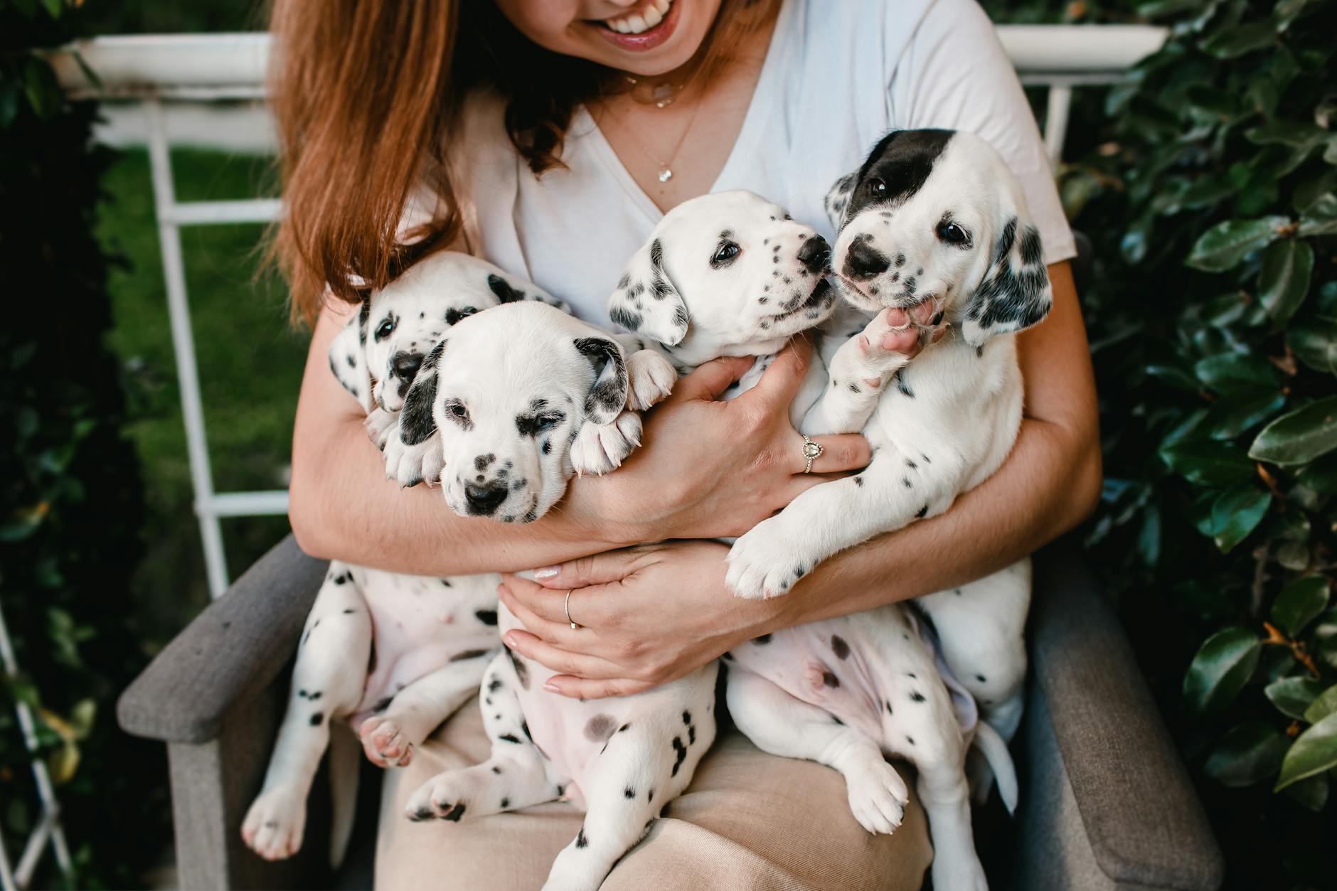 Dalmatian Dog Breed Information: The Spotted Marvel Explore the unique characteristics, history, temperament, and care needs of the Dalmatian—an iconic, intelligent, and athletic breed.