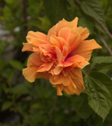 10 Transformative Garden Ideas Inspired by Piet Oudolf