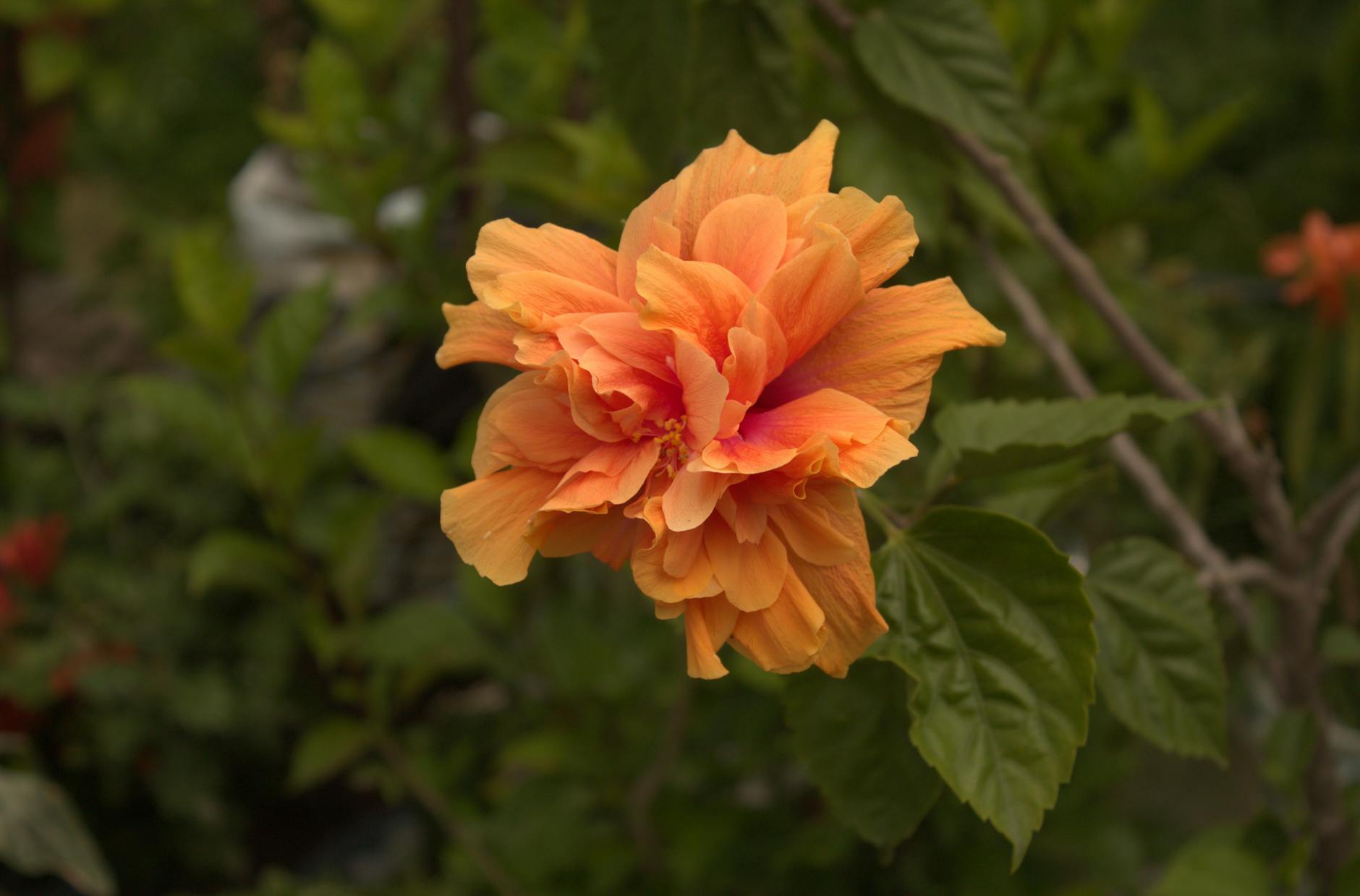 10 Transformative Garden Ideas Inspired by Piet Oudolf Revolutionize your garden with timeless wisdom from the master of naturalistic planting design