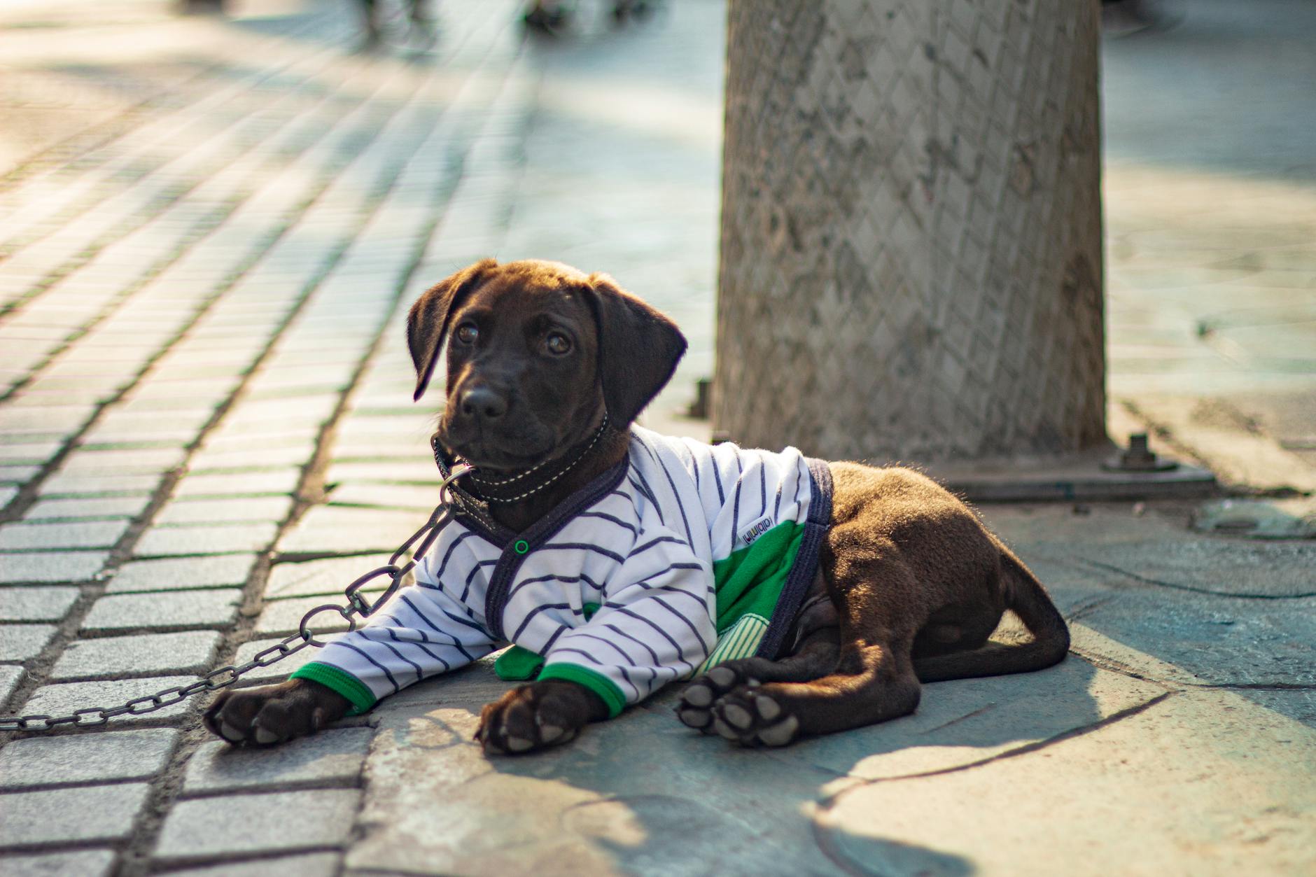 Can Dogs Eat Broccoli? Benefits and Risks Explained Discover the benefits and potential risks of feeding broccoli to your canine companion