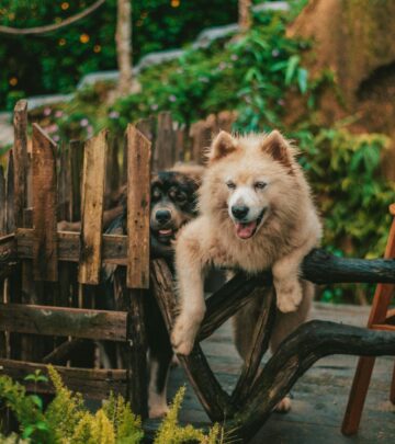 Can Dogs Eat Cashews? A Complete Guide to Safety, Risks, and Benefits