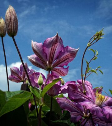 33 Beautiful Flowering Vines to Transform Your Outdoor Space