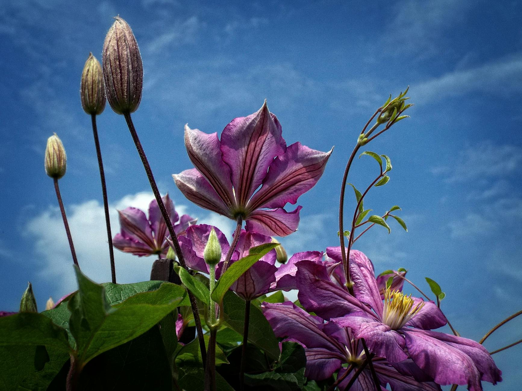 33 Beautiful Flowering Vines to Transform Your Outdoor Space Discover stunning flowering vines that can quickly transform walls, trellises, and fences into vibrant vertical gardens