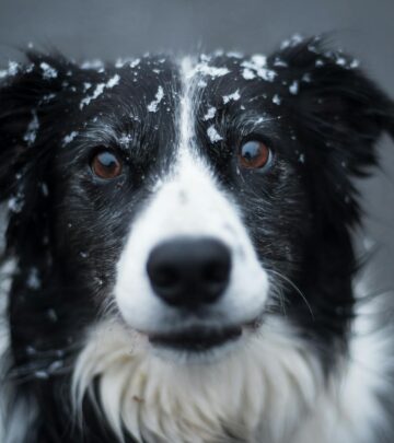 Central Asian Shepherd Dog: Guardian Heritage Breed Guide