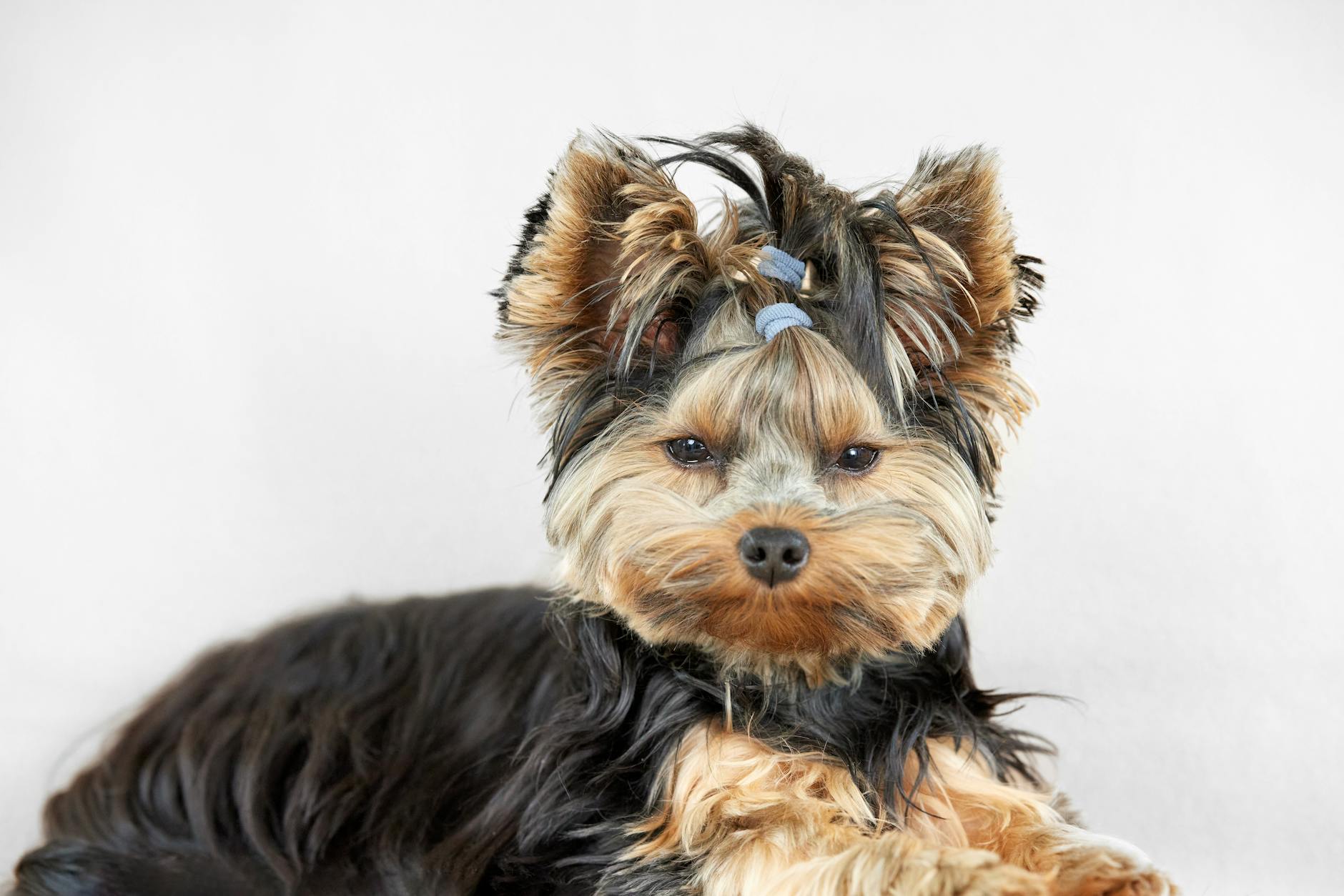 Lancashire Heeler: The Small Dog with a Big Personality Discover the clever and friendly Lancashire Heeler, a compact herding dog with strong working instincts and a charming personality