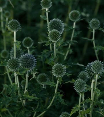 5 Garden-Friendly Thistles: Benevolent Beauties for Bold Landscapes