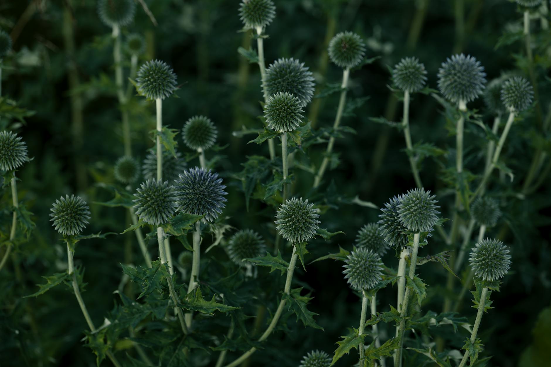 5 Garden-Friendly Thistles: Benevolent Beauties for Bold Landscapes Explore five dramatic, wildlife-friendly thistles that add texture, color, and architecture to gardens—without running wild.