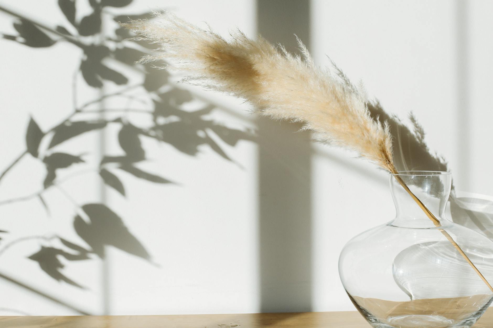Gardening 101: How to Grow and Care for Pampas Grass Master the art of growing these majestic ornamental grasses with our comprehensive care guide