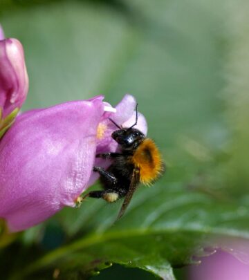 DIY Bug Snug: Create a Haven for Garden Insects