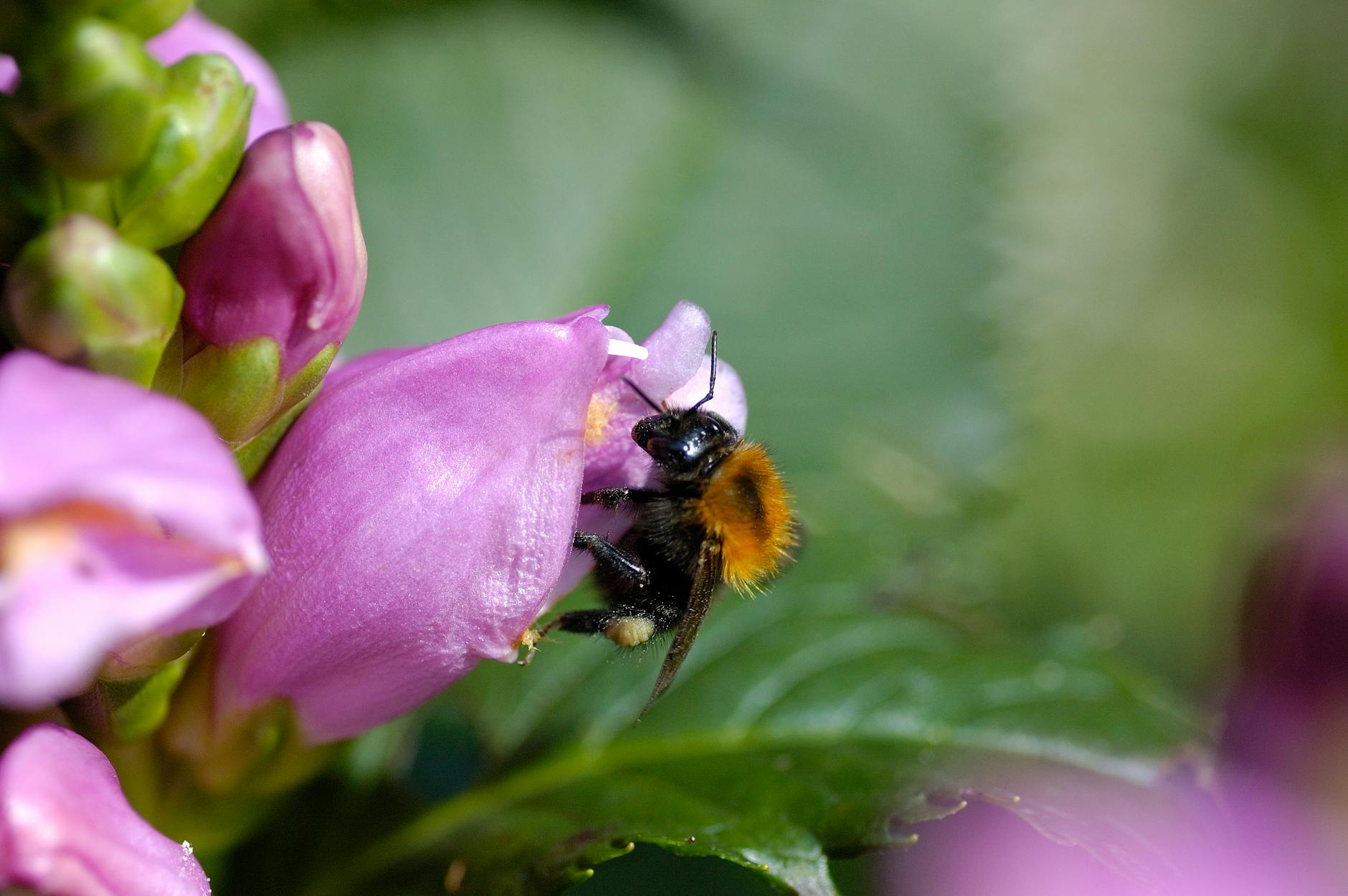 DIY Bug Snug: Create a Haven for Garden Insects Transform garden waste into a beautiful shelter that supports biodiversity and insect conservation in your outdoor space
