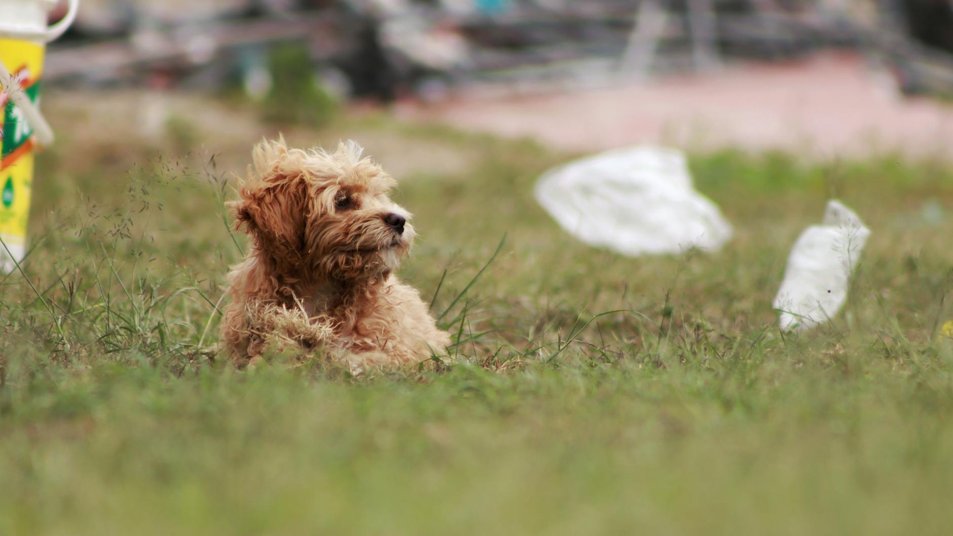 Mange in Dogs: Essential Facts Every Pet Owner Should Know Understanding mange: causes, symptoms, treatments, and prevention strategies for canine skin health