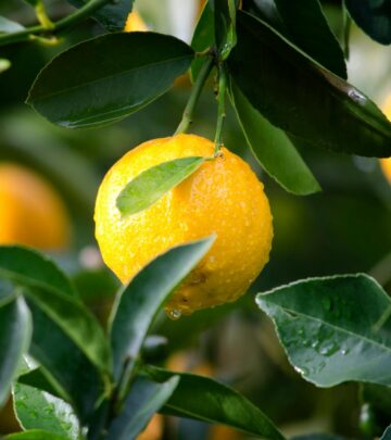 The Complete Guide to Growing Indoor Citrus Trees
