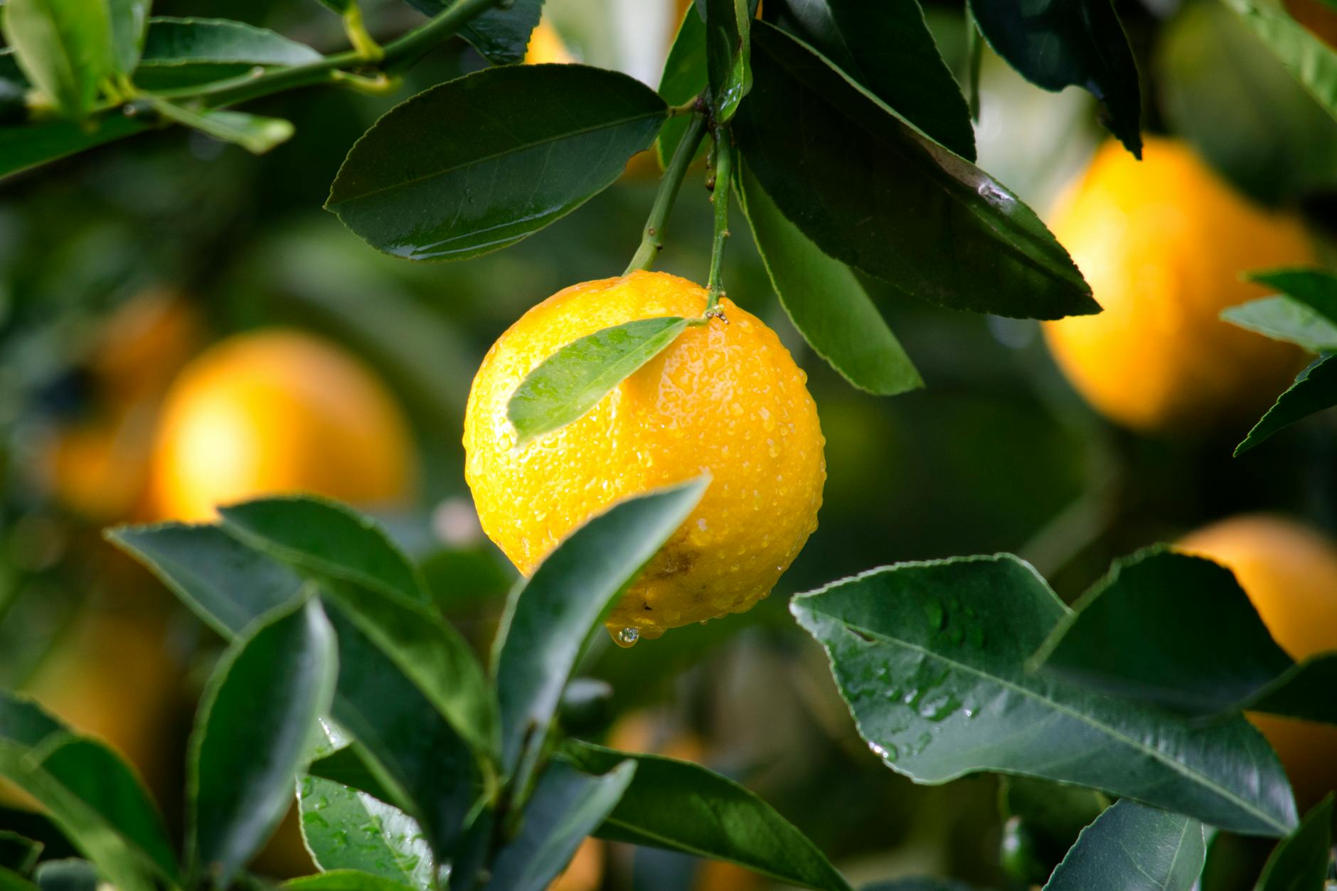 The Complete Guide to Growing Indoor Citrus Trees Discover the secrets to successfully nurturing citrus trees in your home environment