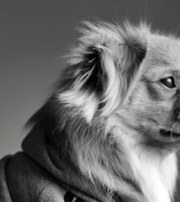 Tibetan Spaniel: The Ancient Lion-Like Companion Dog