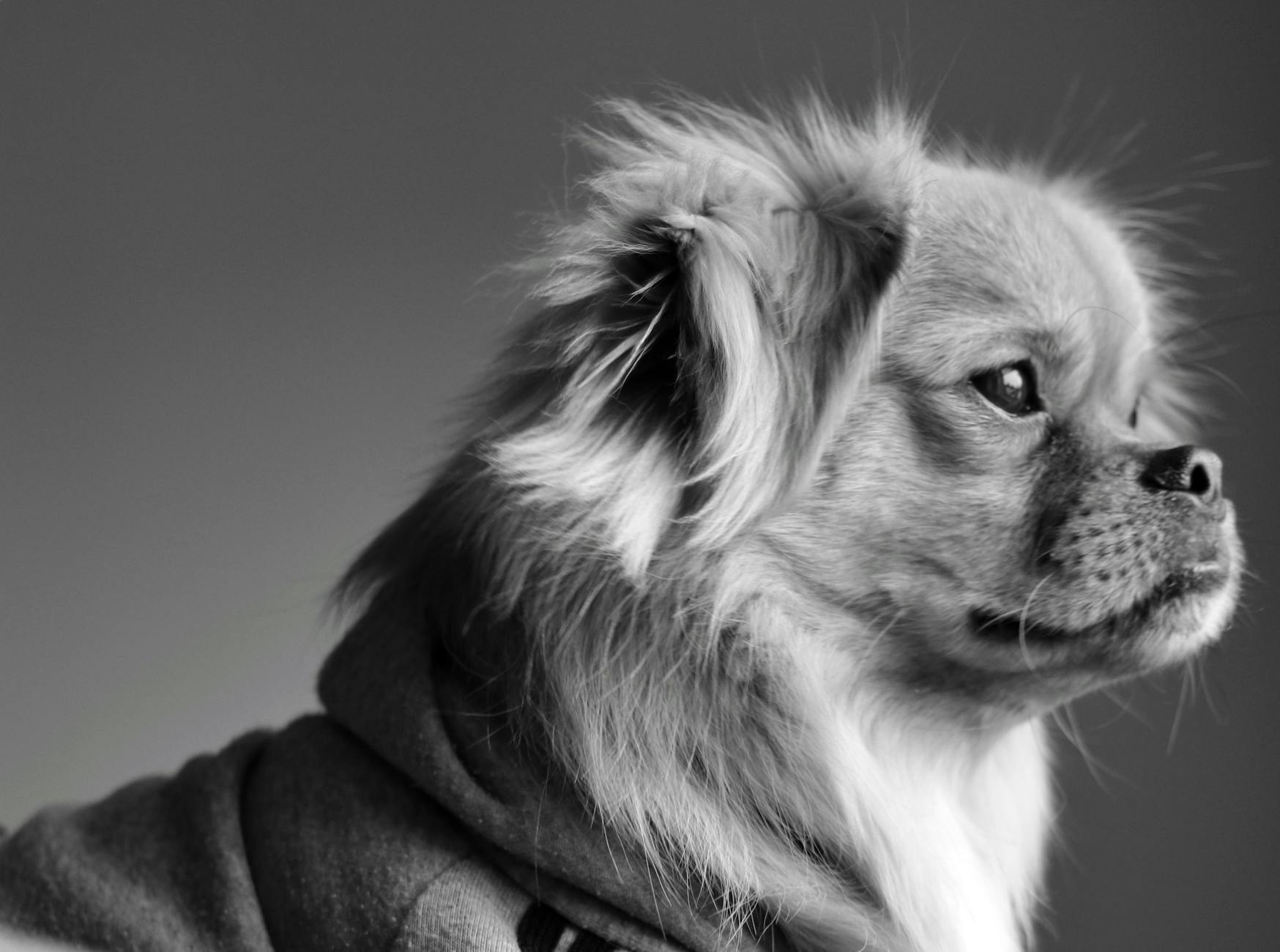 Tibetan Spaniel: The Ancient Lion-Like Companion Dog Discover the charming, intelligent, and independent Tibetan Spaniel with its rich history and loyal temperament