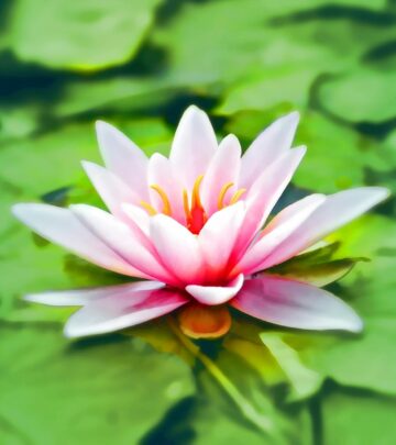 July Birth Flowers: The Majestic Larkspur and Water Lily