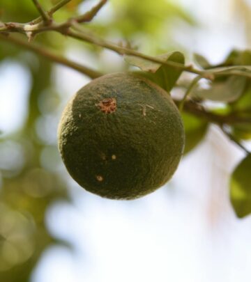 Growing Thai Lime Trees: Fresh Citrus Leaves at Your Fingertips