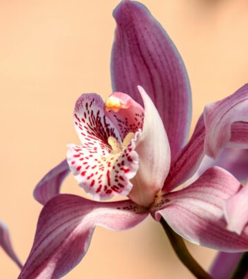 Expert Guide: How to Make Your Phalaenopsis Orchid Bloom